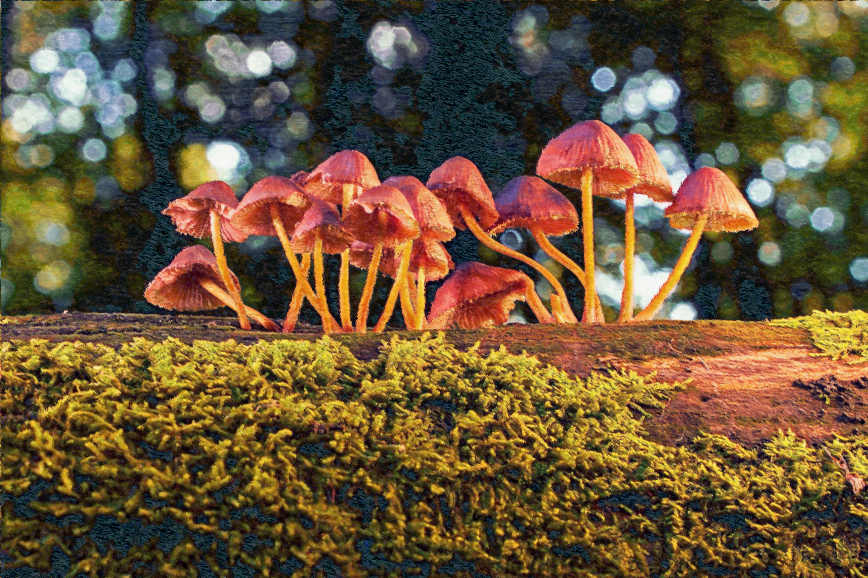 mushroom-3659165_DN_Pissarro.jpg