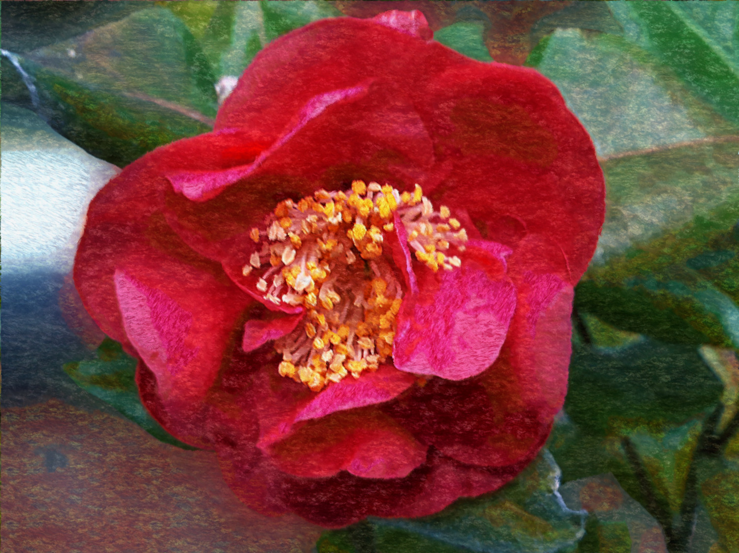 Camellia_Pissarro.jpg