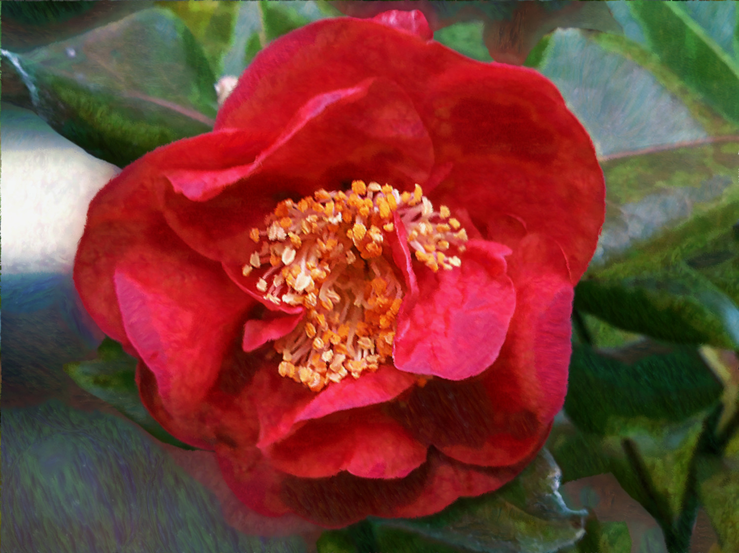 Camellia_Renoir.jpg
