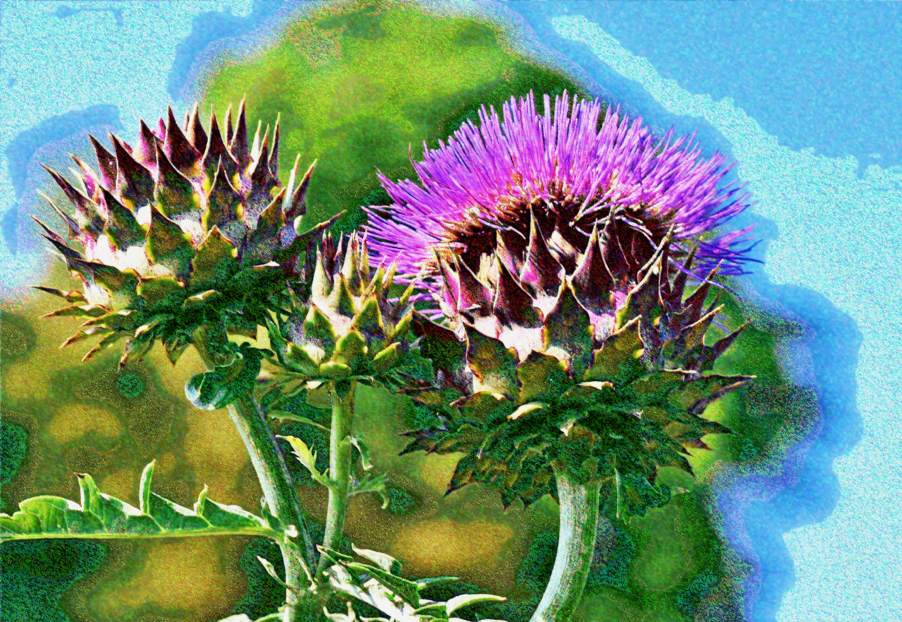 artichoke-3744283_DN_Seurat.jpg