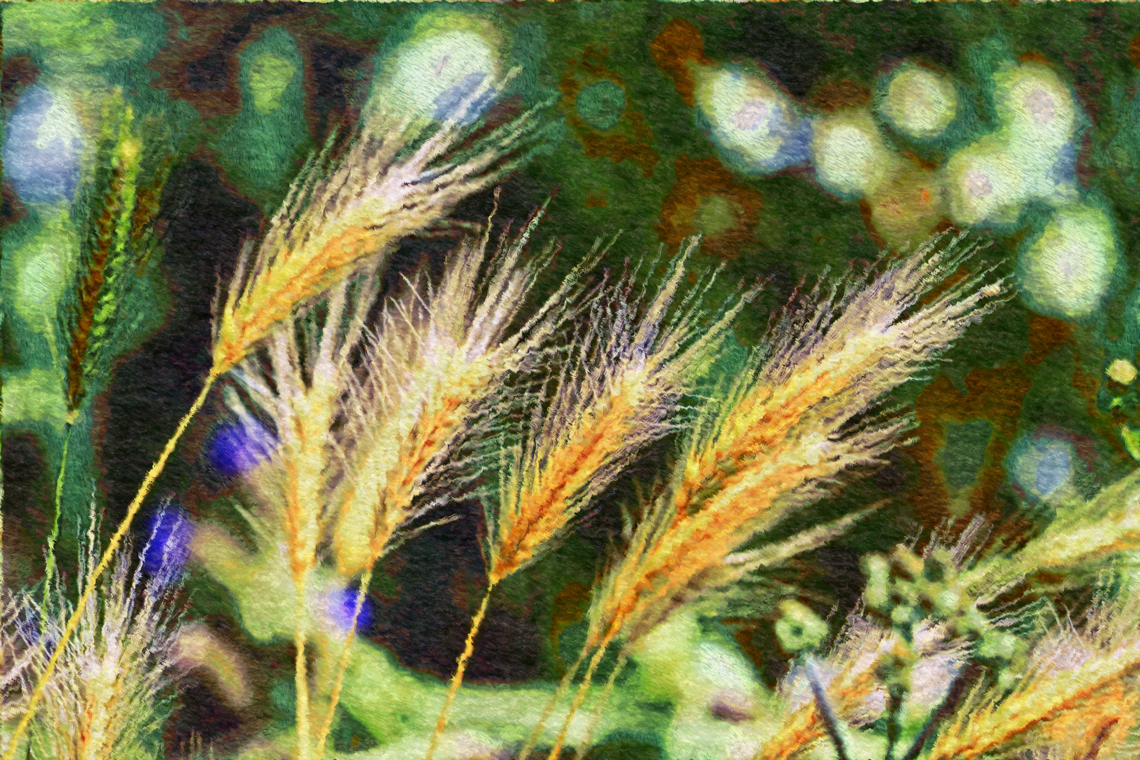 foxtail-barley-3471611_DN_Pissarro.jpg