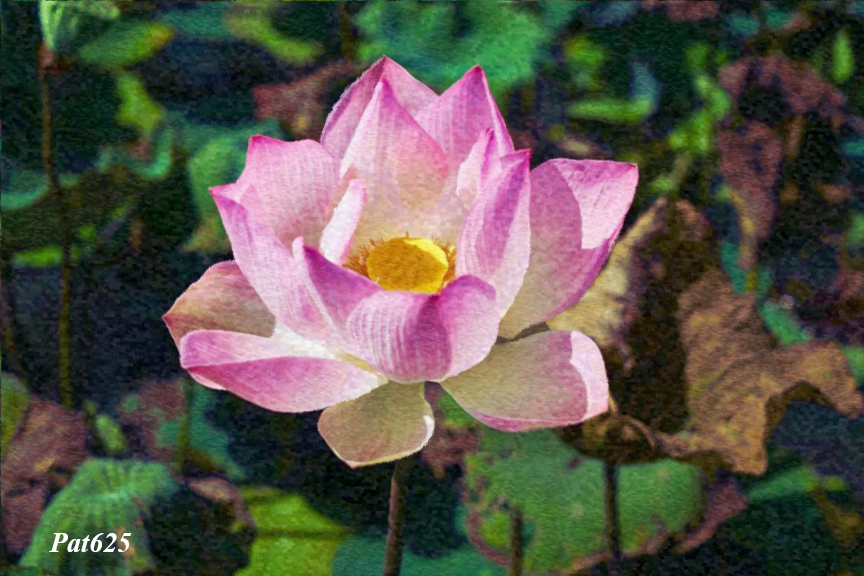 DN.XIXArtist.Signac.Lotus Flower.jpg