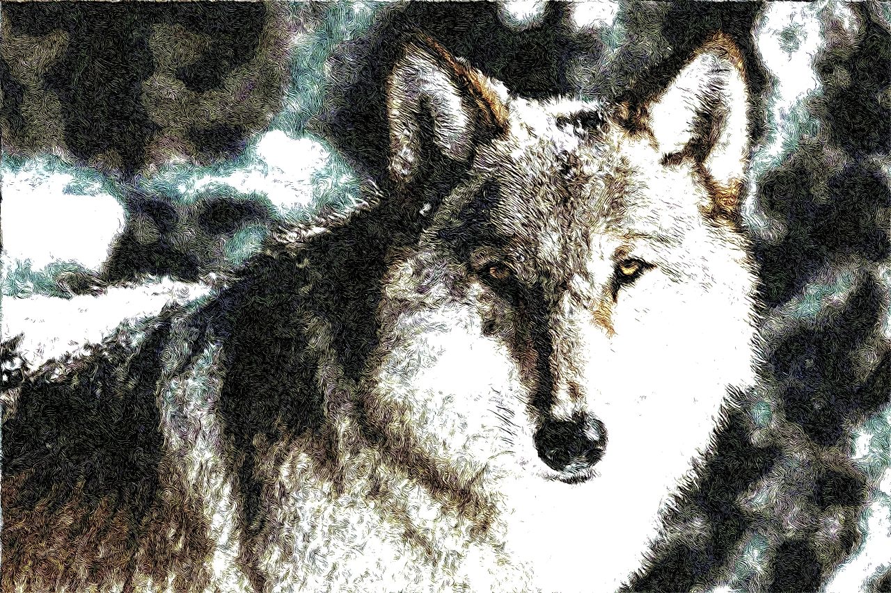 wolf-E3818343_DN_Cezanne.jpg