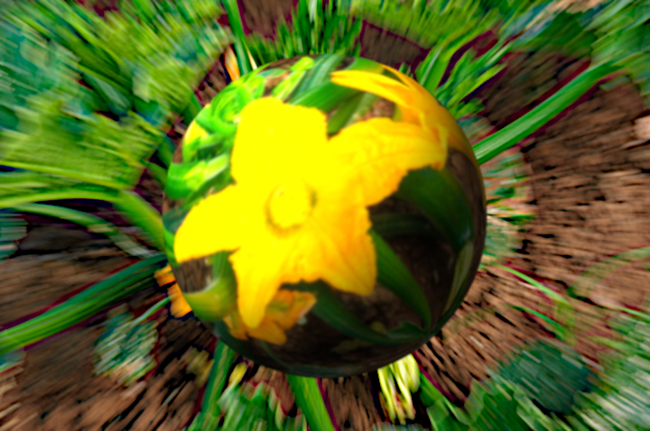 DN_Globe View.Flower.jpg