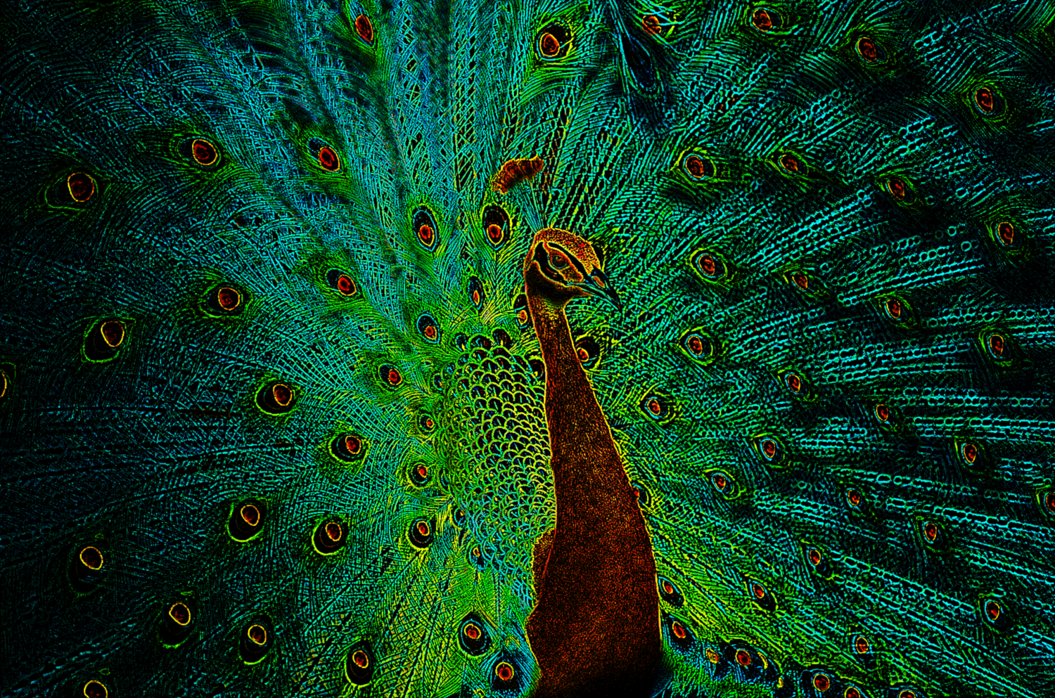 peacock_CrazyDrawOnBlack.png