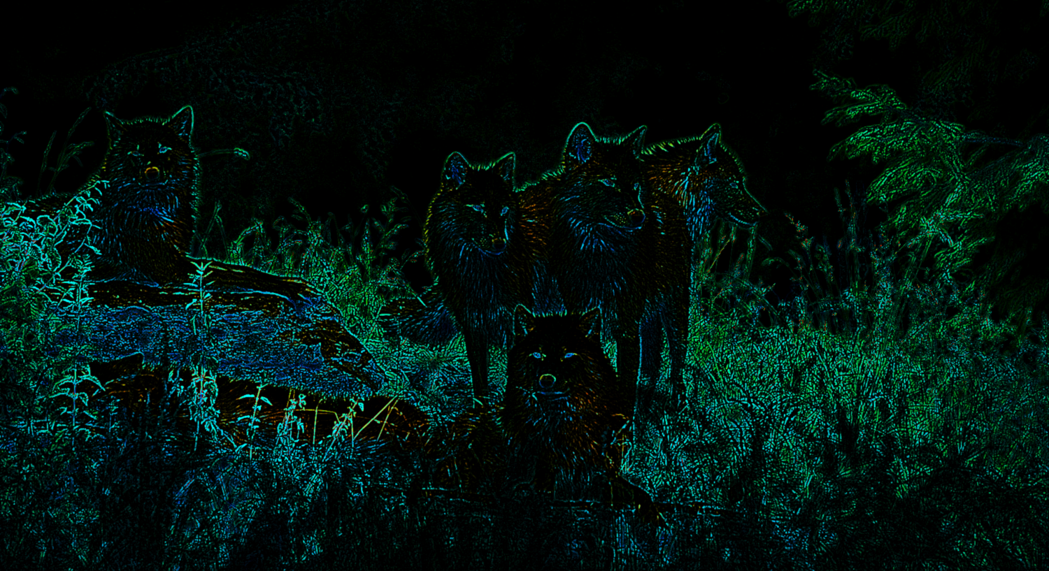Wolves_CrazyDrawOnDark.png