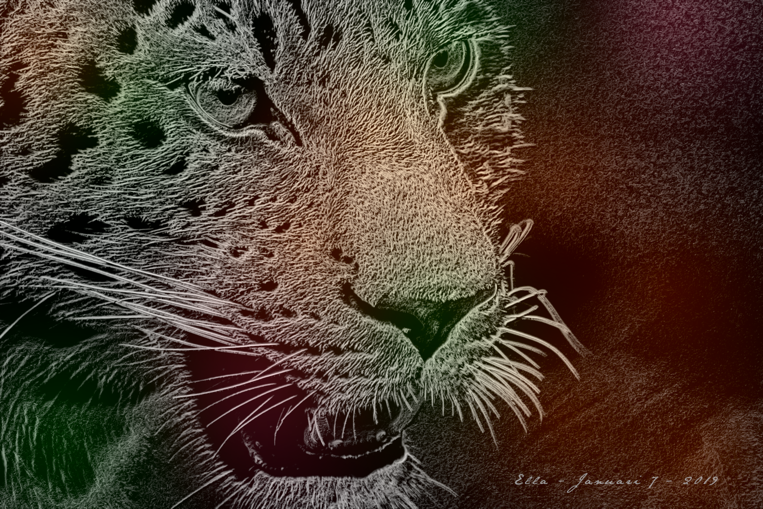 Cheetah_DrawOnBlackPaper.png