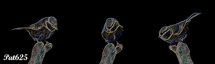 DN_CPDrawOnBlackPaper.2.10.Birds.jpg