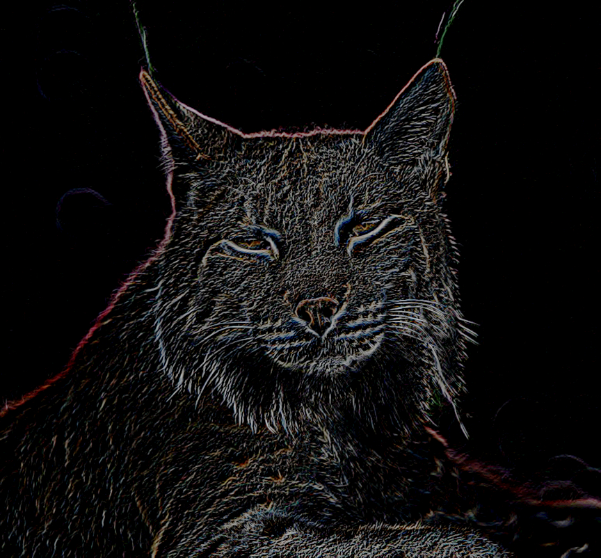 DN_CPDrawOnBlackPaper.2.10.Bobcat.jpg
