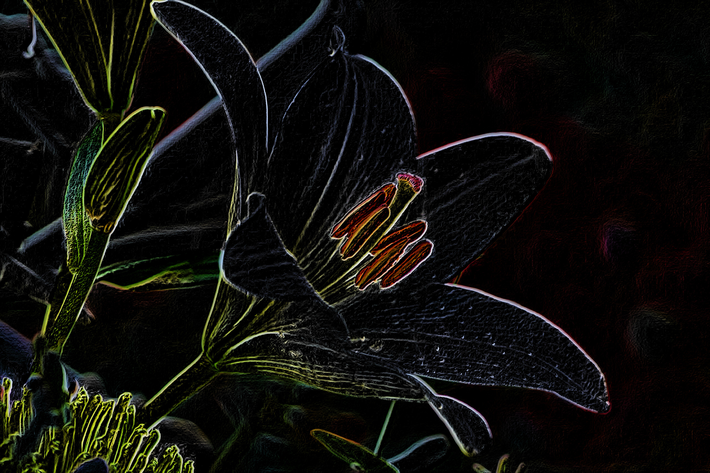 lily-3763573_DN_ColorPencilDrawBlackPaper_2.jpg