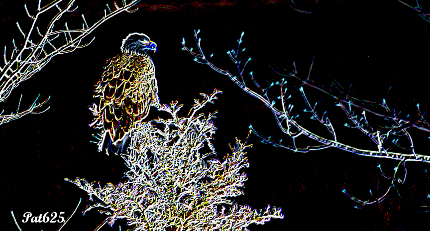 DN_CPDrawonBlack.Bald Eagle.jpg