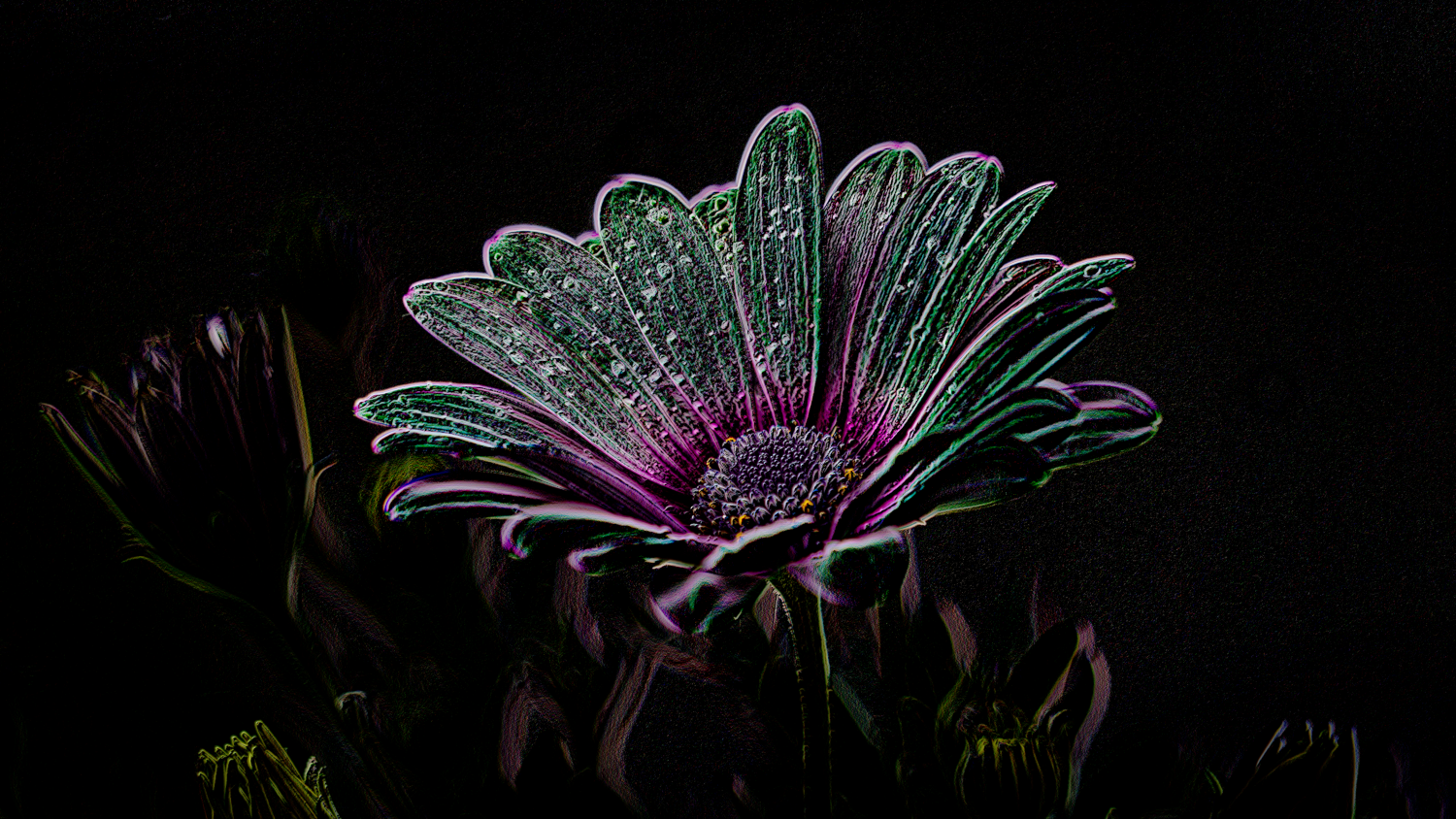 Flower_SoftLight.png