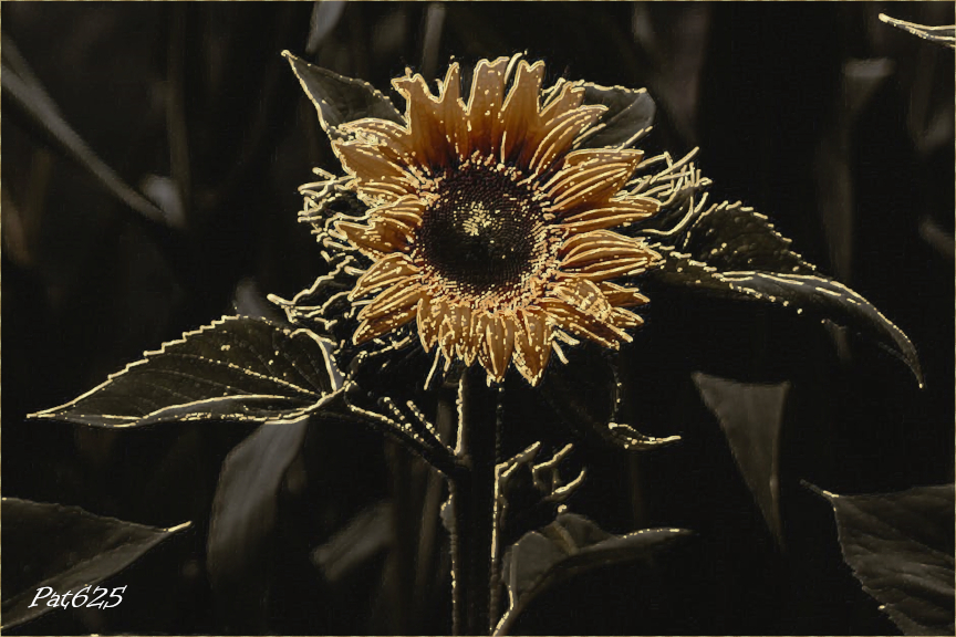 DN_CPDrawOnDarkVer.2.Sunflower.jpg