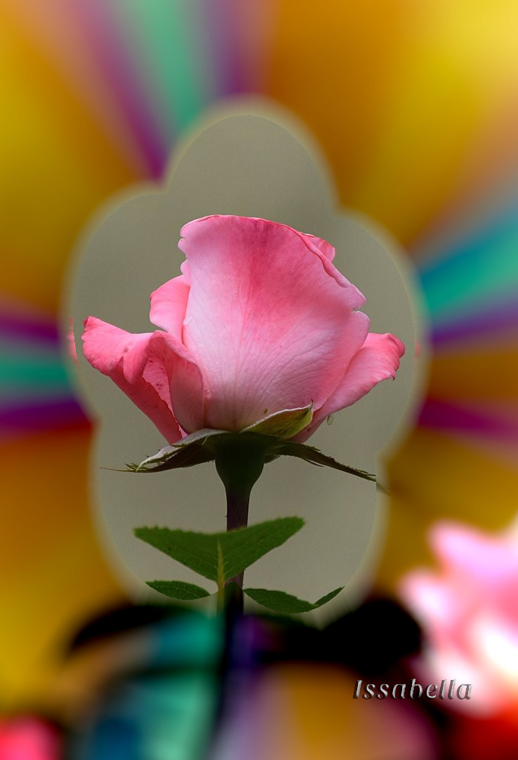 dsc_0030t_by_placi1-dcci653_DN_EvidenceASelection_Tutorial.jpg