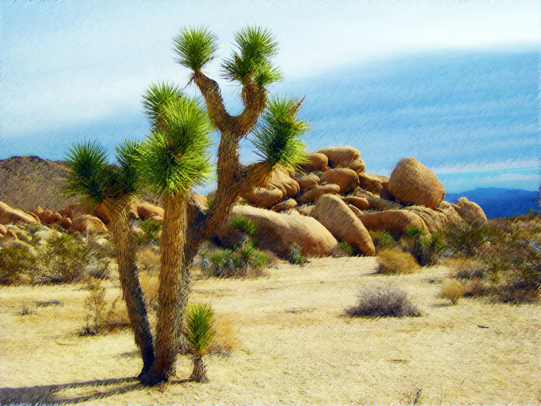 america-arid-bushes-221148_DN_Simple_PaintingEffect.jpg