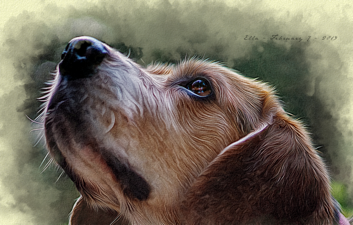 Dog.JPG
