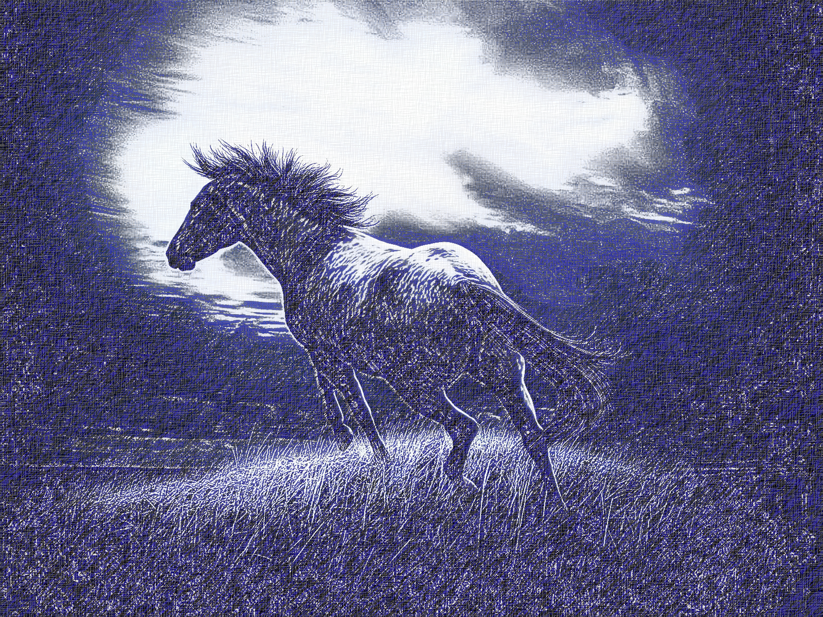 Issa_ ink pen draw.Horse.night.2 colors .jpg