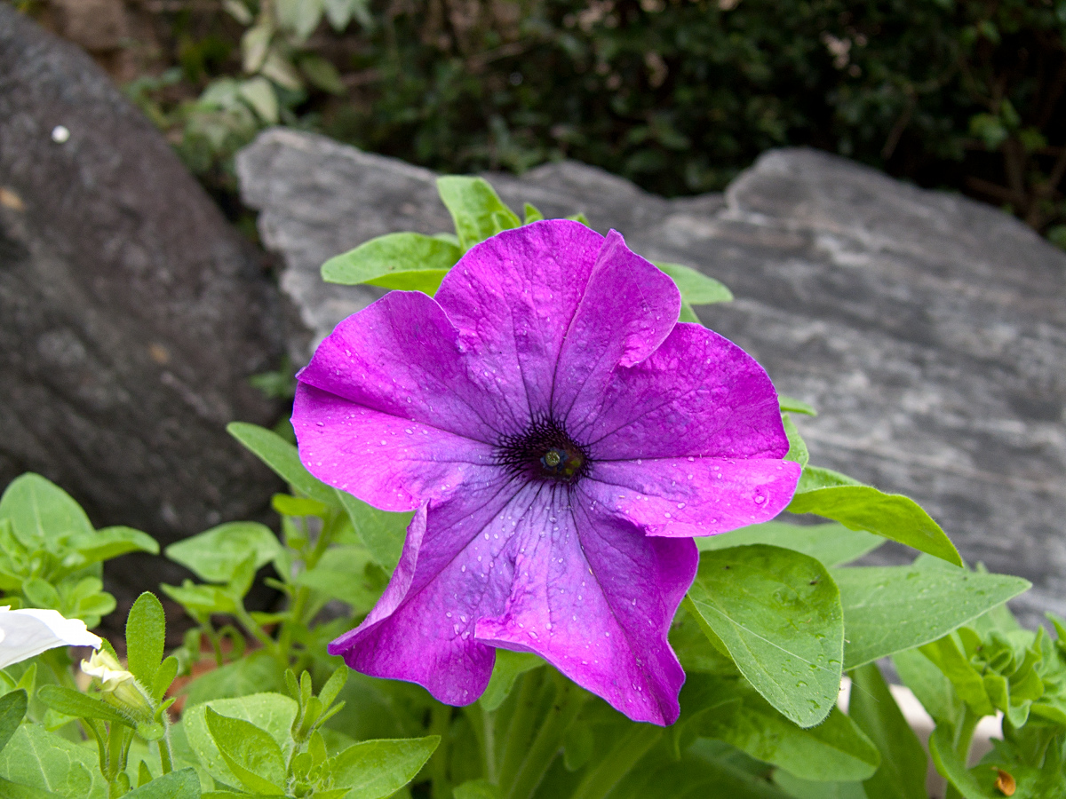 L1000048.jpg