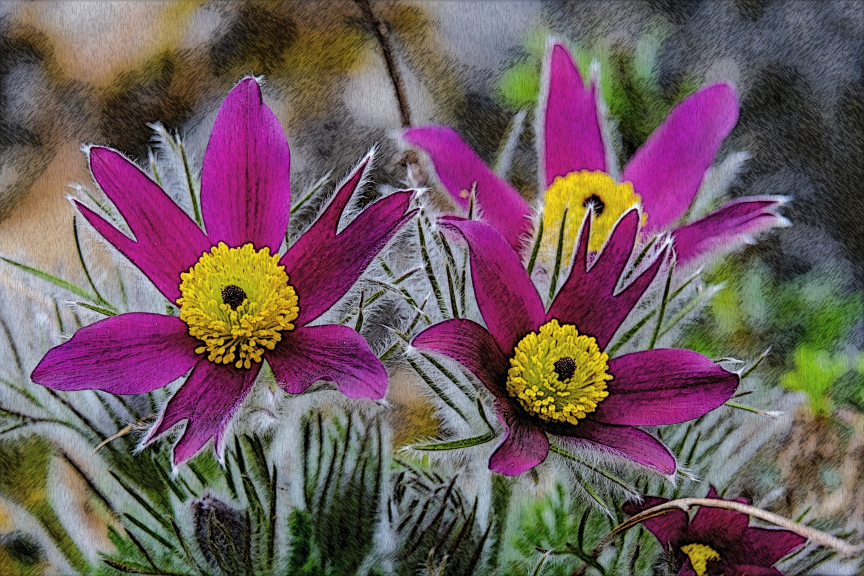 DN_Issa_Ink Pen Variation.Flowers.Multiply.jpg