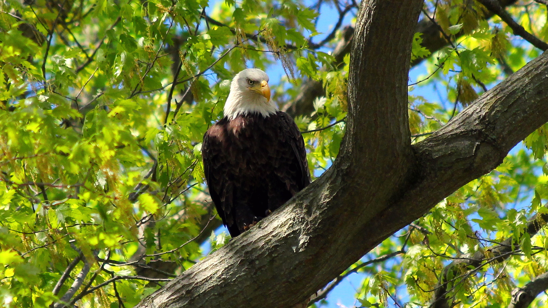 Eagle2.jpg