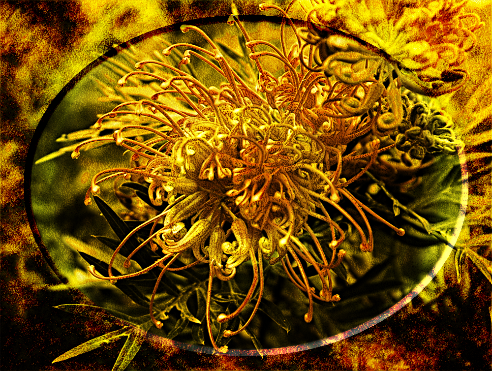 Grevillea_Molly3_issatut_plus.png