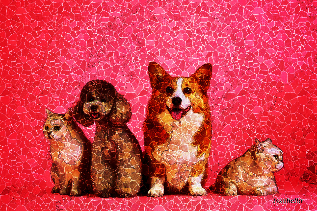 pets-3715733_NewMosaic_DN_Style_Issa.jpg