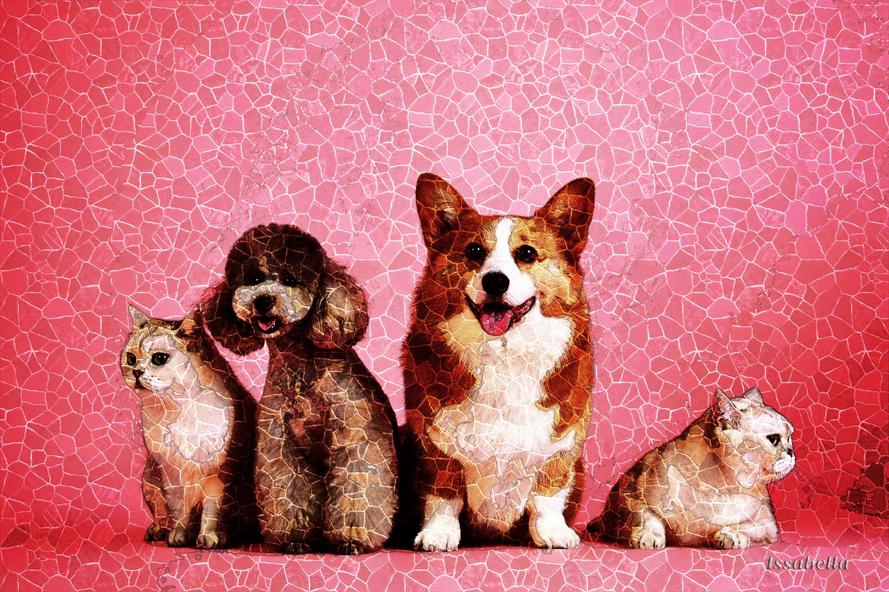 pets-3715733_NewMosaic_DN_Style_Minus30_saturation.jpg