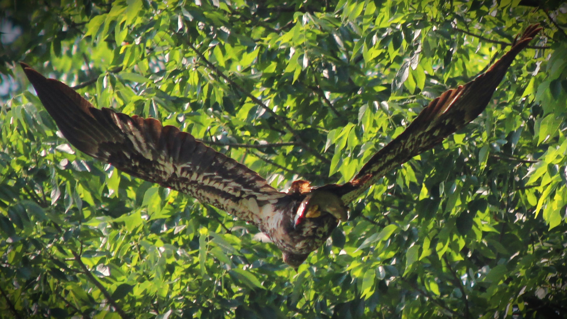 Eagle_lunch.JPG