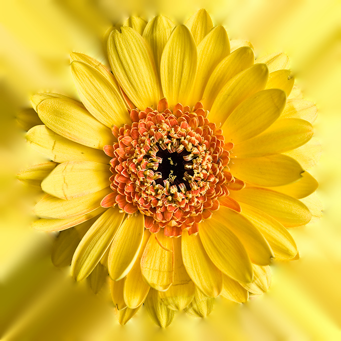 flower.jpg