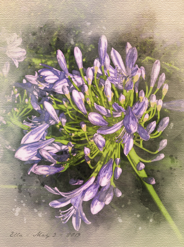 agapanthus-watercolor.Effect.jpg