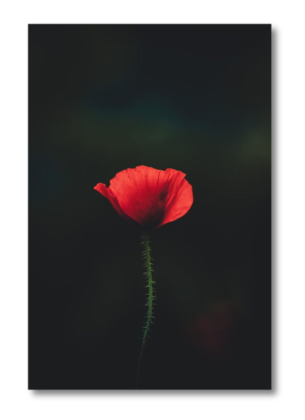 pexels-photo-2567011.png