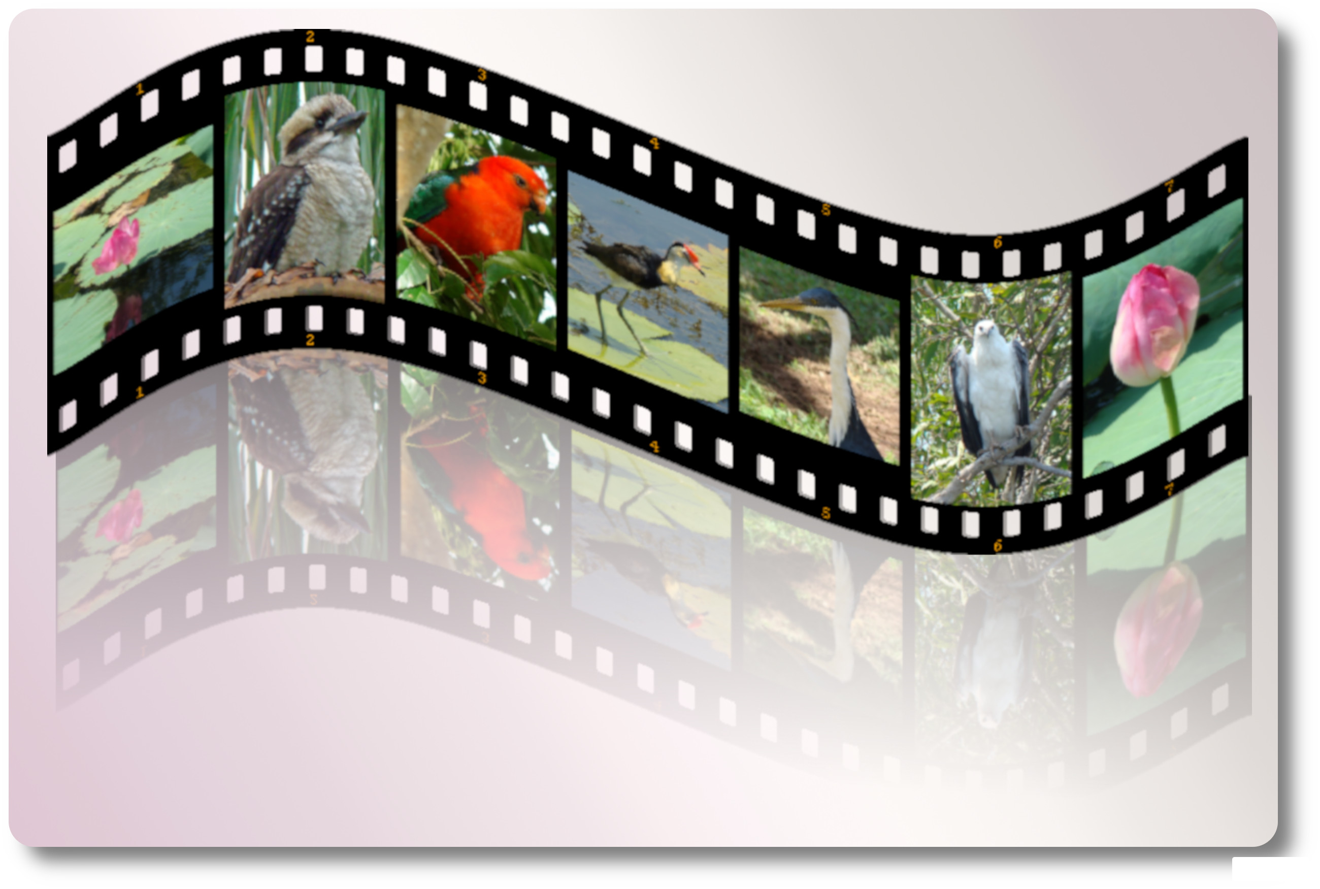 filmstrip6b.jpg