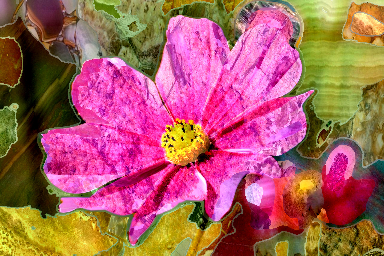 cosmea-3711568_DN_PosterizeFilling_Issa.jpg