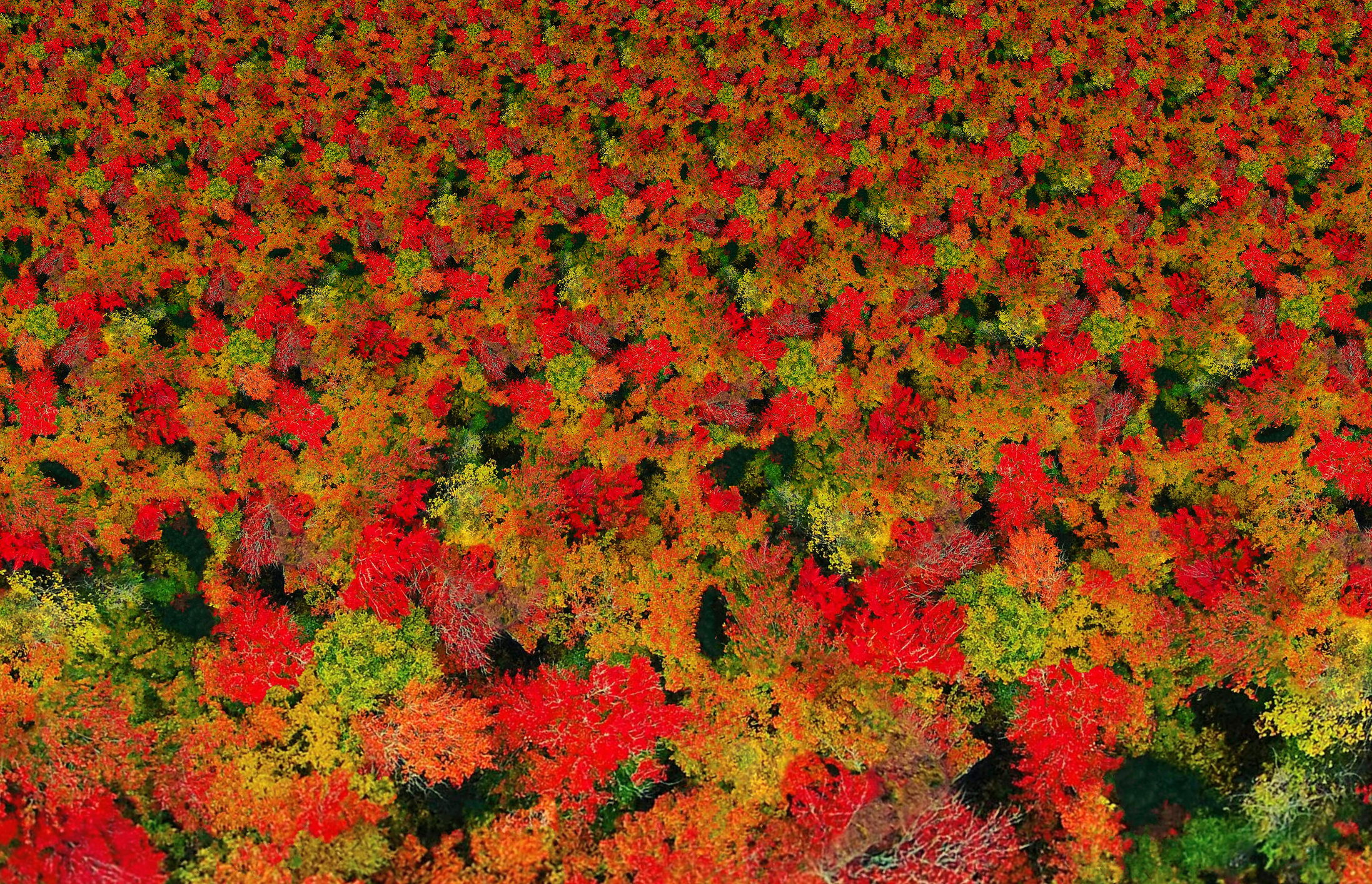 Autumn Canopy.jpg