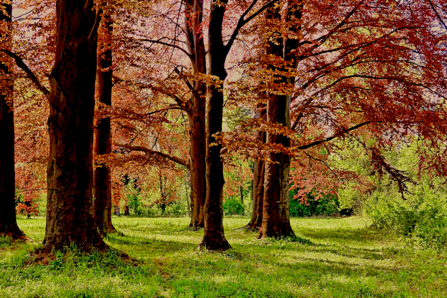 tree-3229512_DN_A_FakePainting_Issa.JPG