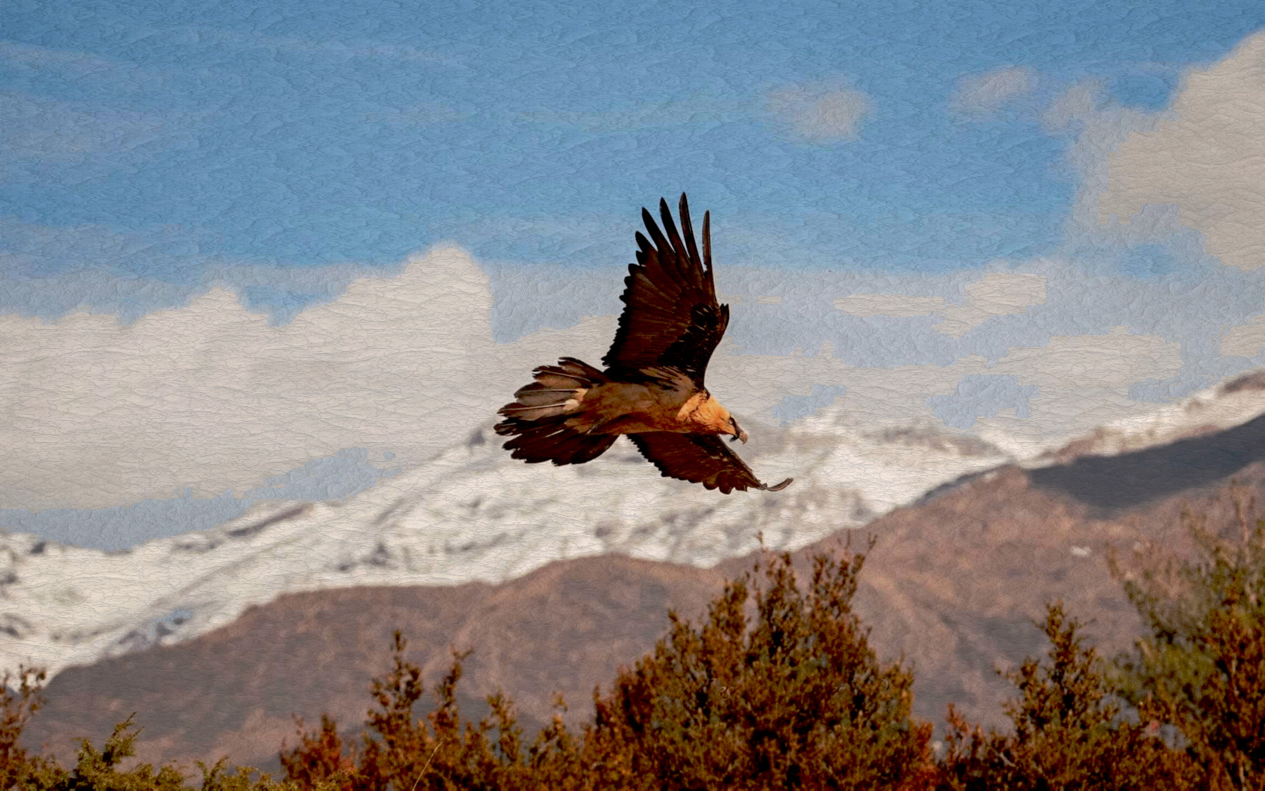 Pyrenees_quebranta huesos_DN_A_FakePainting_Issa.JPG