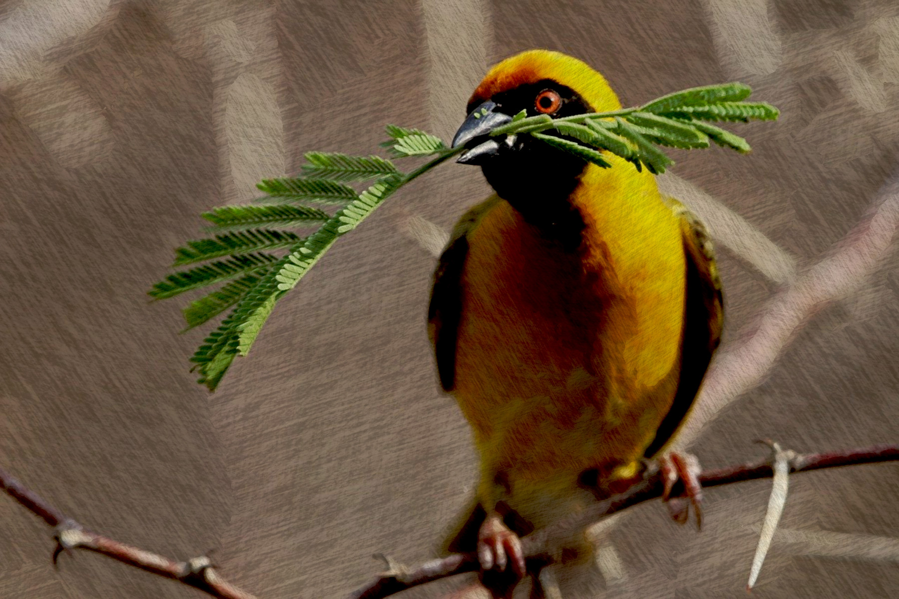 bird-4681934_DN_FPSnew98_Issa.JPG