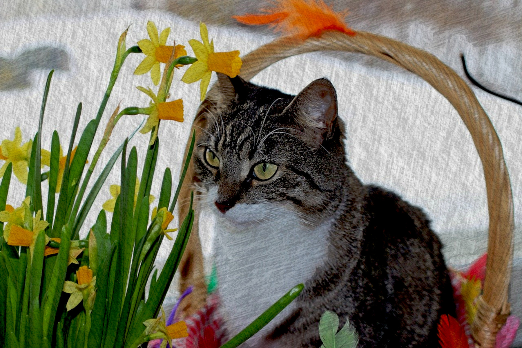 cat-3858423_DN_FPSnew98_Issa.JPG