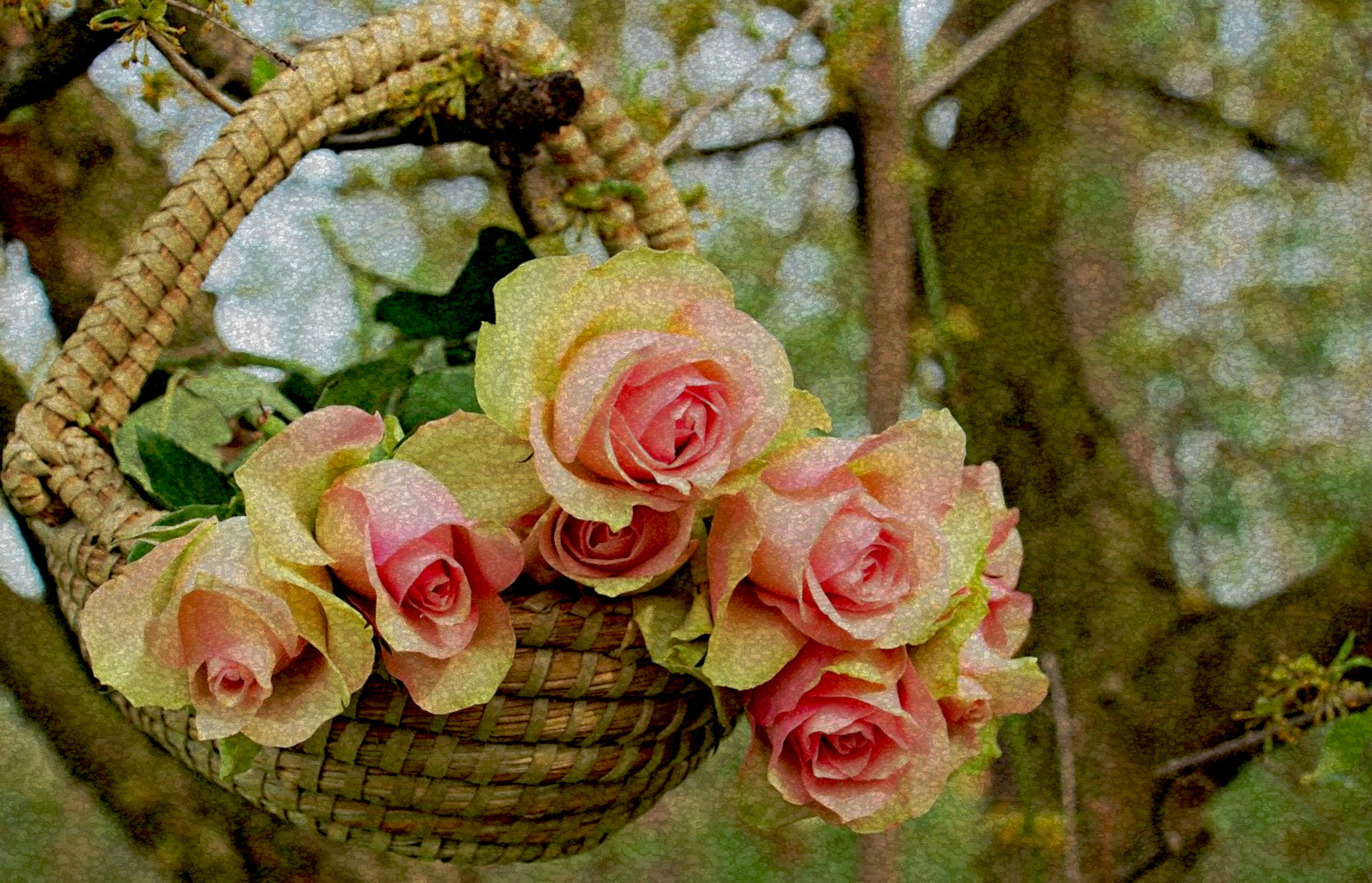 roses-2205014_DN_FPSnew97_Issa.JPG