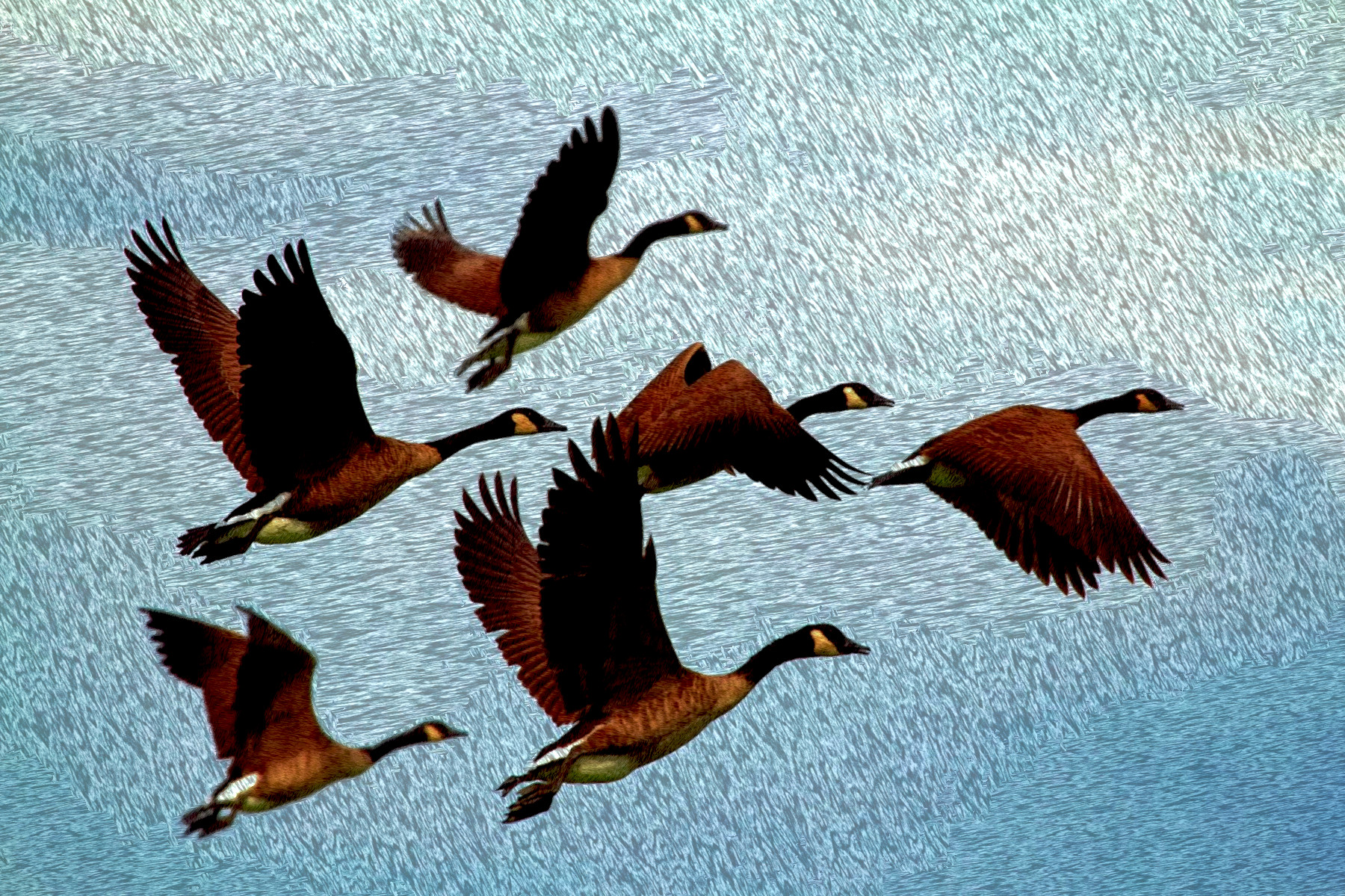geese-1990202_DN_FPSnew_41_Issa.JPG
