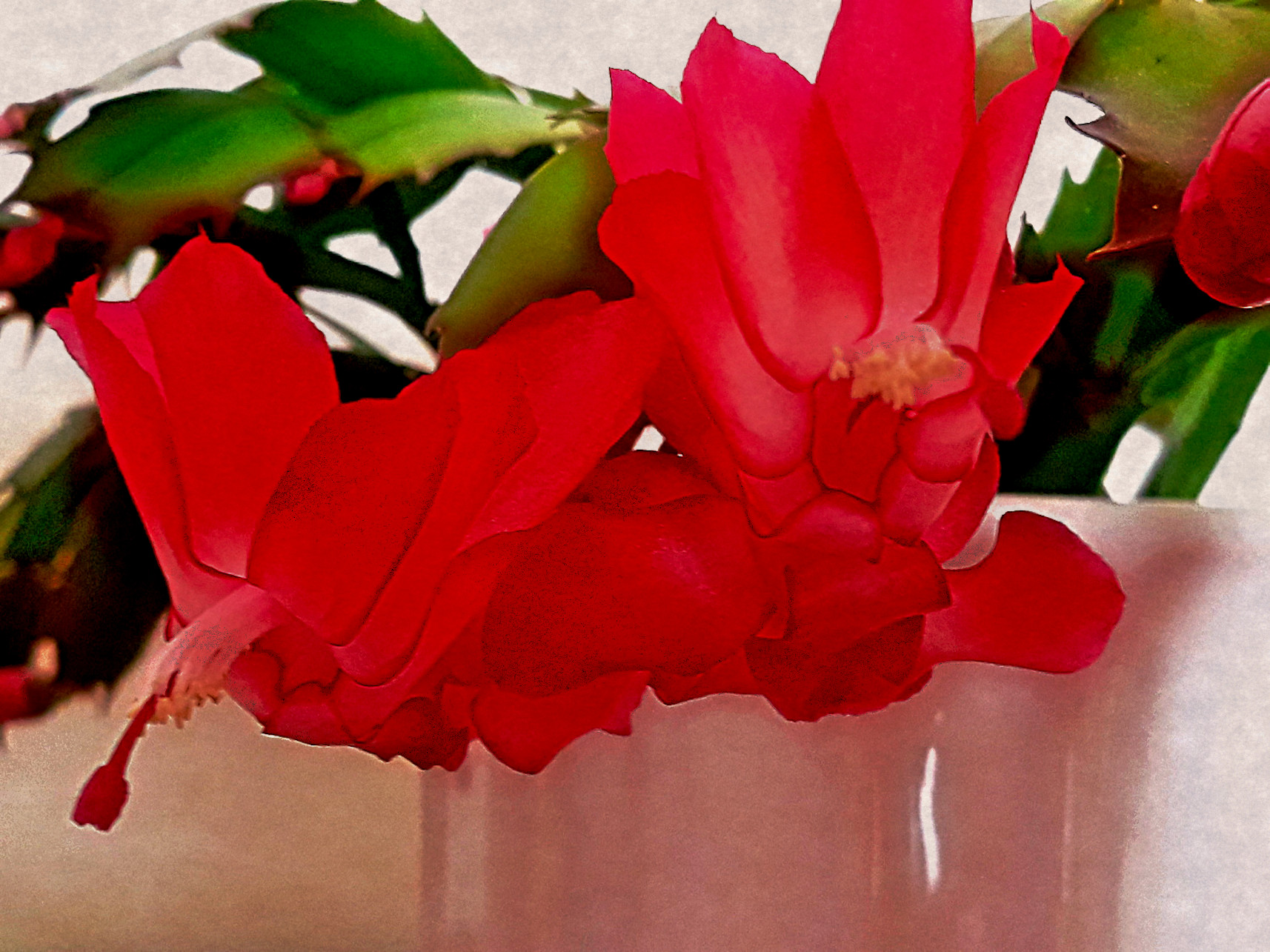 Ellas_Chrismas_cactus_1_Schlumbergera_fps.jpg
