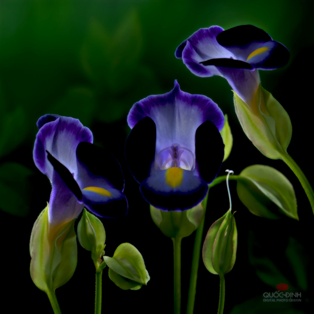 dqd_by_duongquocdinh-d5d9ht9_DN_GlamourDark_Issa.jpg