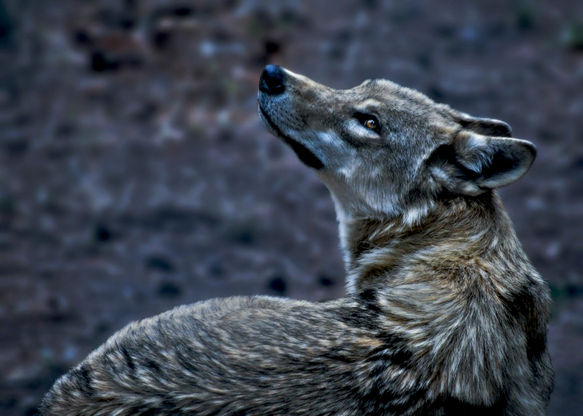 wolf-3270906_DN_GlamourDark_Issa.jpg