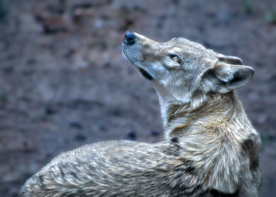 wolf-3270906_DN_GlamourLight_Issa.jpg