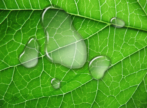 water drops.jpg