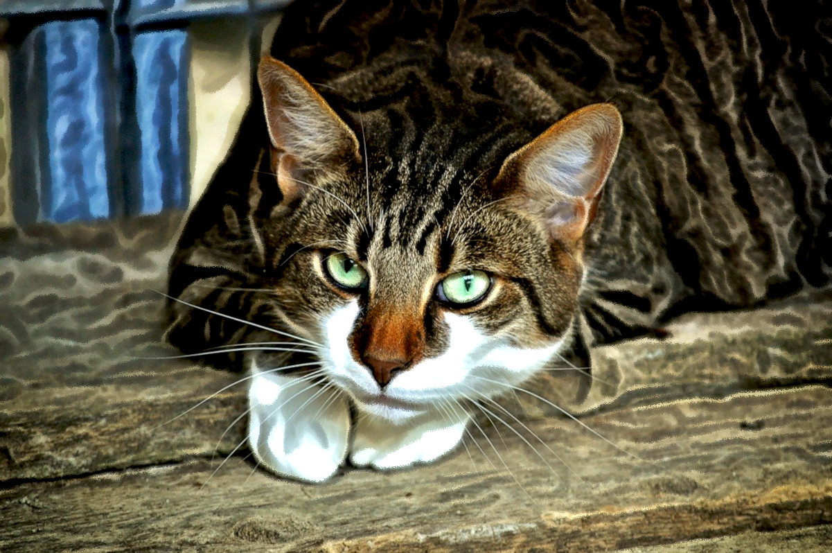 cats-eyes-2671903_DN_PlayWithG’micChalk_Paint_Issa.JPG