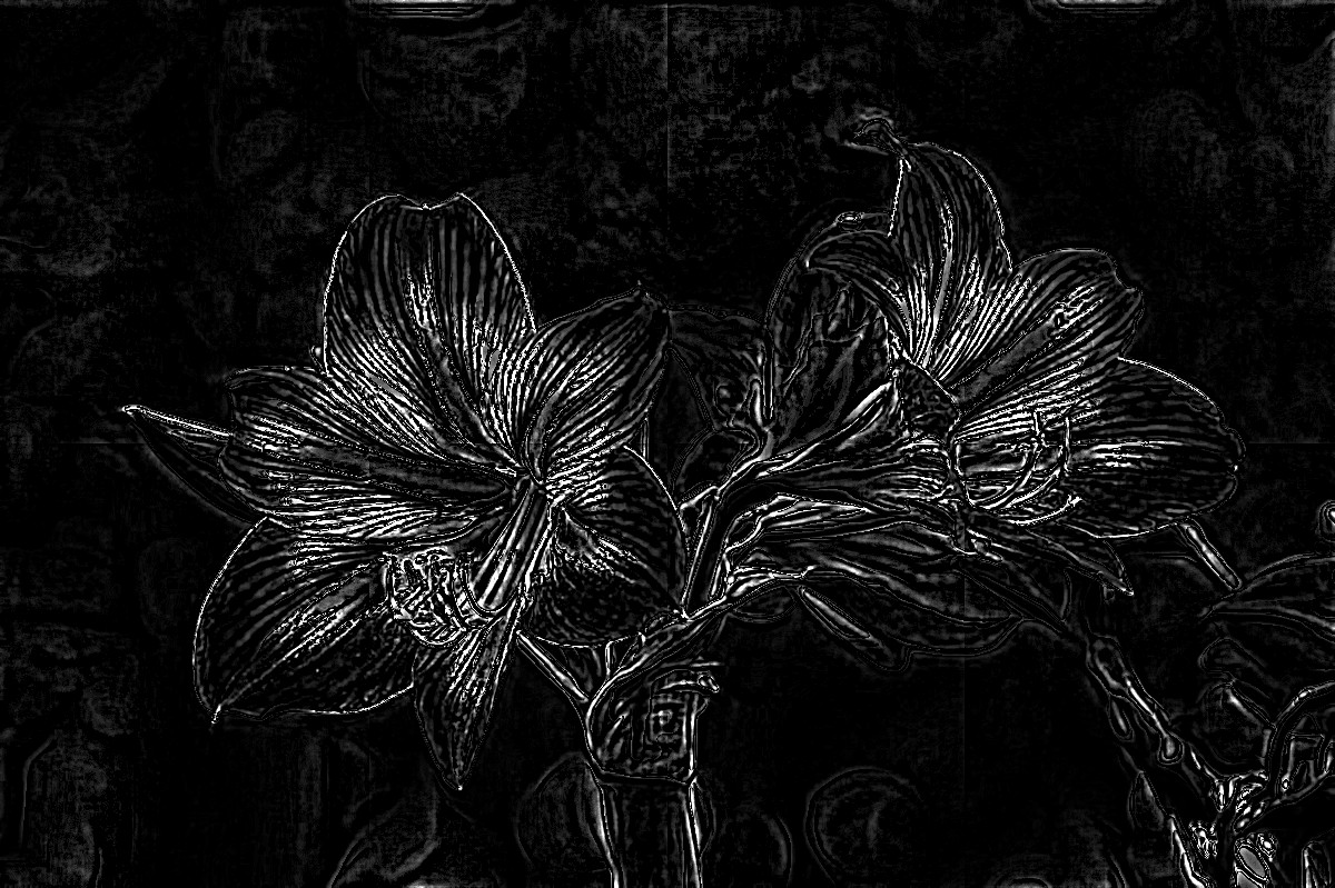bokeh-photo-of-white-and-red-flowers-696996_DN_SoftColourPencilsOnBlack_Issa_.JPG