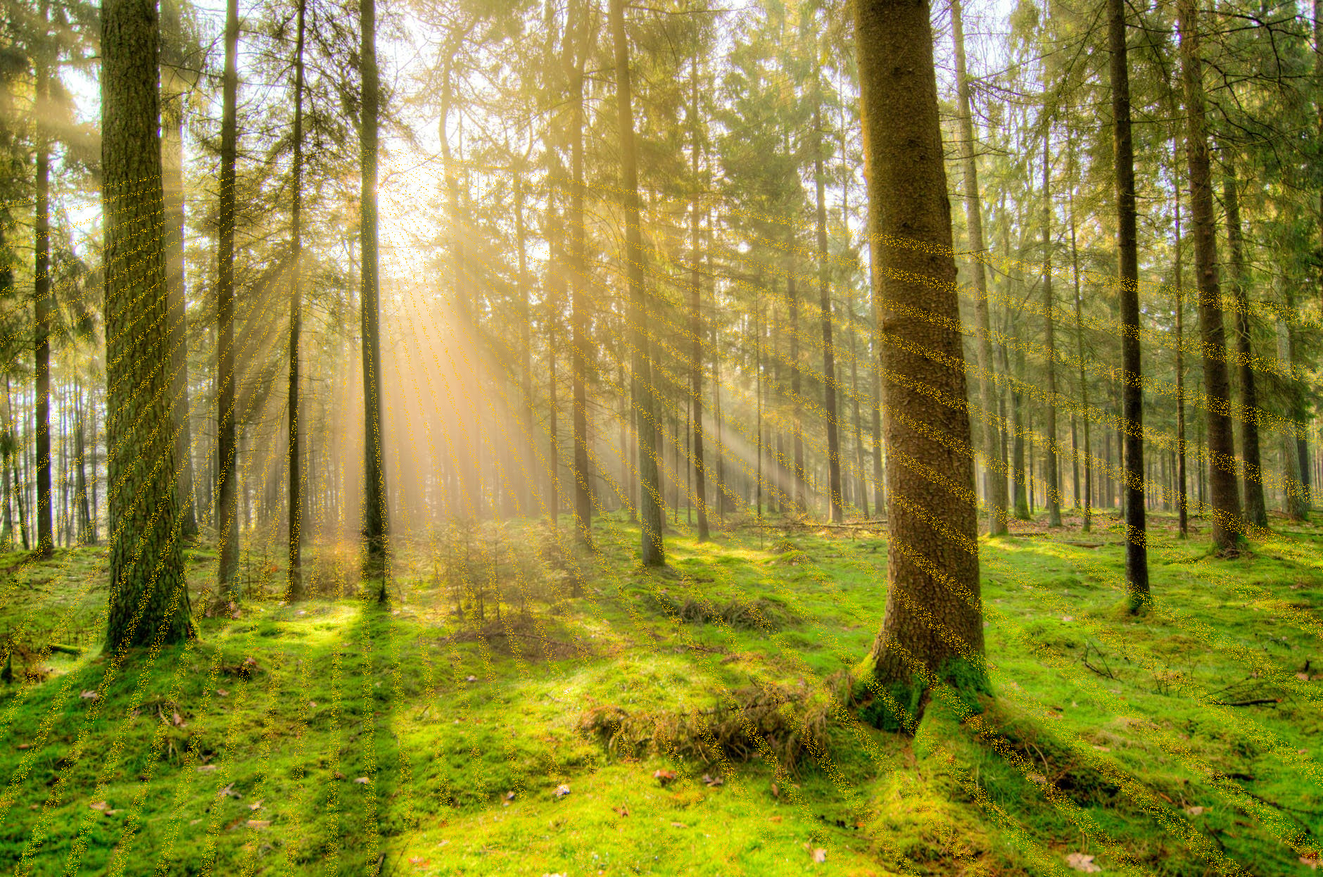 rays-on-forest-fog-nature-landscape-1005334.jpeg