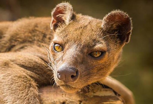 fossa.png