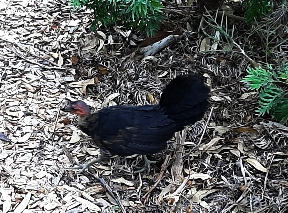 brush_turkey1.png